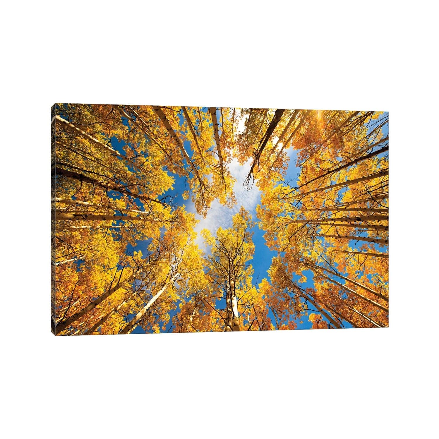 iCanvas "Towering Aspens" by Darren White Photography Canvas Print